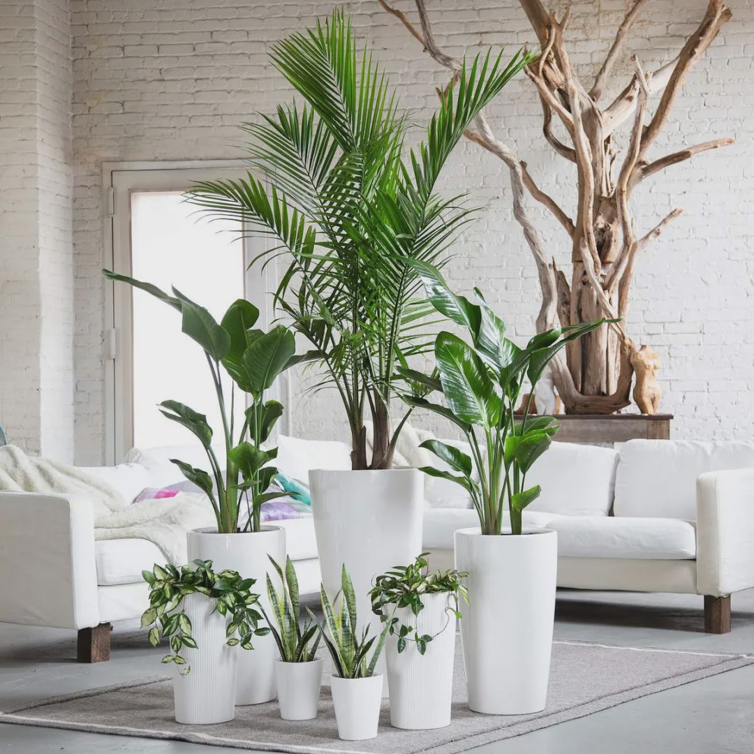 1587648902417007.jpg 2.jpg