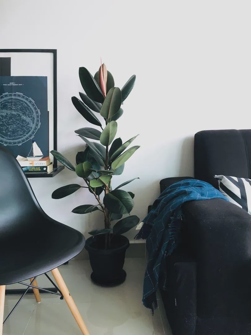 1587649266523737.jpg 17.jpg